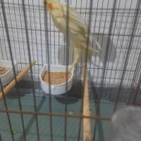 عروس هلندی لوتینو