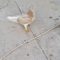 یک ماده دم سفید، ۲تا جوجه سده|پرنده|اسفراین, |دیوار