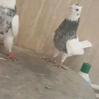 طوقی الماسی