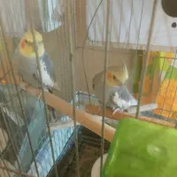 عروس هلندی بالغ|پرنده|پاکدشت, پاکدشت (مامازند)|دیوار