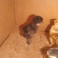 جوجه برهما