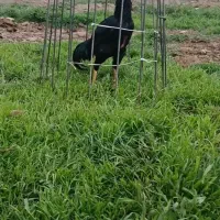 جوجه لاری اوشامو وارداتی