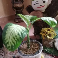 گل دیفن سرحال