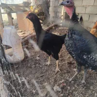 فروش مرغ لاری درحال تخم گذاری..