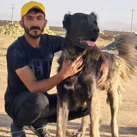 واگذاری سگ سراب|سگ|ورامین, ورامین|دیوار