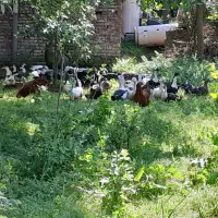 فروش اردک محلی