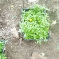 نشا گوجه|خدمات باغبانی و درختکاری|الیگودرز, |دیوار