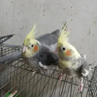 عروس هلندی بالغ