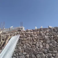 فروش انواع کبوتر طوقی و کله دمبی و سیا و سفید