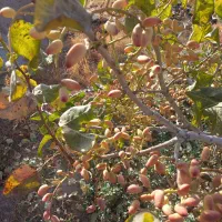 فروش باغ مشجرگوگان محله ایستگاه راه آهن گوگان|فروش دفتر صنعتی، کشاورزی، تجاری|گوگان, |دیوار