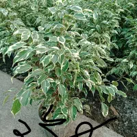 بابا آدم دو بوته|گل مصنوعی|مشهد, گاز|دیوار