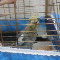 عروس هلندی دستی سخنگو|پرنده|ابهر, |دیوار