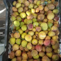 حراج حراج حراج سبدی حراج