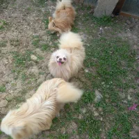 چهار عدد ماده سگ پامر سایز ریز عالی مولد|سگ|رشت, ترمینال|دیوار