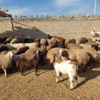 مرکز فروش گوسفند زنده بره نذری عقیقه ،ملک شهر|حیوانات مزرعه|اصفهان, ملکشهر|دیوار