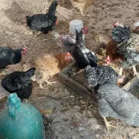 مرغ وخروس محلی|حیوانات مزرعه|قم, باجک دو|دیوار
