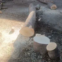 خرید وفروش انواع چوب وقطع وهرس درختان
