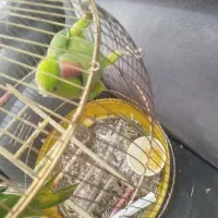 جفت طوطی ملنگو ماد دستی‌ و سخنگو
