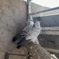 کبوتر پرشی ناب