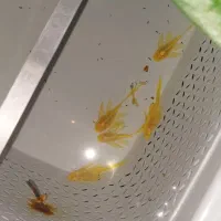 لجنخوار پوزه بوته ای بلوآیز باله بلند|ماهی|تهران, نعمت‌آباد|دیوار