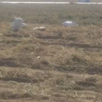 سیب زمینی درجه یک است و قیمتش مقطوع است|خوردنی و آشامیدنی|فرمهین, |دیوار