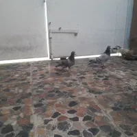 چهار کبوتر سه عدد پلاکی ویک شهری