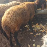 میش. گوسفند بره