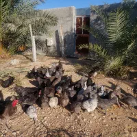 تخم مرغ استرالوپ|حیوانات مزرعه|شیراز, آبیاری|دیوار