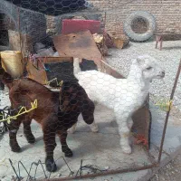 بز با دوتا کره شیری