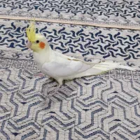 عروس هلندی اهلی بازیگوش