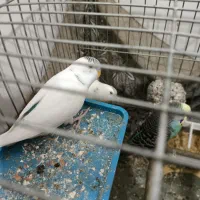 مرغ عشق|پرنده|سردشت, |دیوار