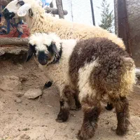 میش آبستن افشار با بره پلنگی بختیاری