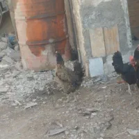 مرغ تخم گذار مشکی