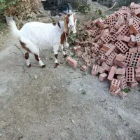 گوسفند آبستن ۴ماه|حیوانات مزرعه|کهنوج, |دیوار