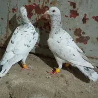 کفتر سار|پرنده|شیروان (خراسان), |دیوار