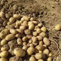 تن سیب بذری ضمانتی۱/۵