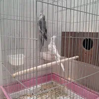 یک جفت عروس البینو با قفس و تمام لوازمش ۲۷۰۰۰۰۰