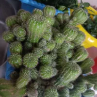 کاکتوس|گل و گیاه طبیعی|کرج, حیدرآباد|دیوار