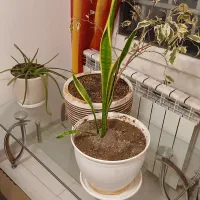 میز شیشه ای و سه گلدان با گیاه