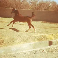 مادیان درهشور