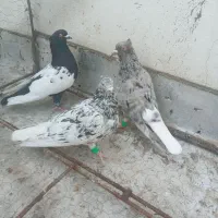 رنگی پرشی|پرنده|بجنورد, |دیوار