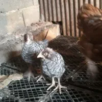 جوجه مرغ آمروک|حیوانات مزرعه|اطاقور, |دیوار