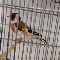 سهره نر عتیقه