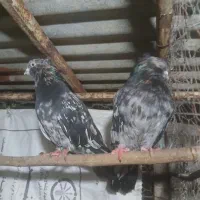 کبوتر سرور کاکلی