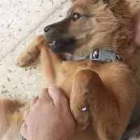 فروش سگ بازیگوش واکسن خورده شناسنامه دار|سگ|مرودشت, فاز اول شهرک فرهنگیان|دیوار