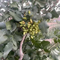 باغ در روستای مایان
