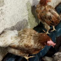 مرغ محلی پایان دوره