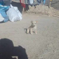 پاپی ناز پاهوش خانگی