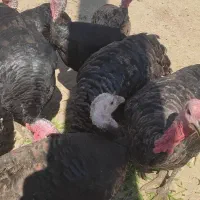 بوقلمون ارگانیک