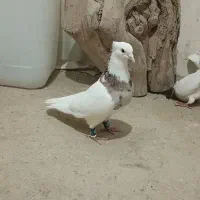 پرنده .طوقی